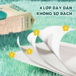 Giấy rút đáy treo tường Sắc Việt